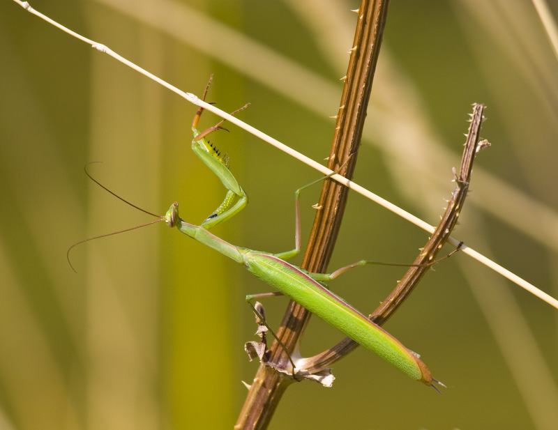 European Mantis